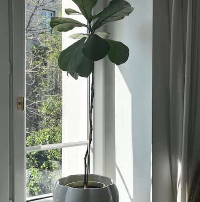 Marbelo 02 Оконная ручка из матовой латуни